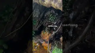 Ecosystem questions answered 🌱🦀