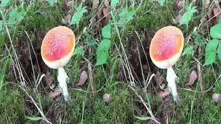 Autum in the forest 2018 3D nieuw