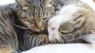 まるがいないと夕鳴きしちゃうはな。-Hana meows when Maru's not by her side in the evening.-