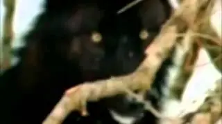 Альберт Чотчаев Къазакъ бёрю