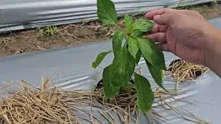 Ruộng ớt sừng vàng châu phi 19 ngày.  bắt đầu ngừa héo xanh