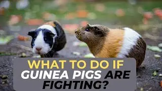 What to Do If Guinea Pigs Are Fighting?