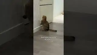 Что за дверью