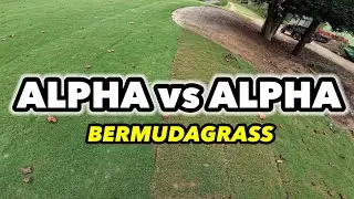 Tahoma 31 vs IronCutter Bermudagrass BONUS 419 and Toro Zoysia