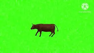 Cow running green screen