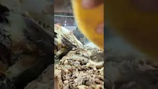 Me puede poner dos #tacos de #lengüa para llevar. Taquería El Zurdo Narez en mercado de #Tula, #Hgo
