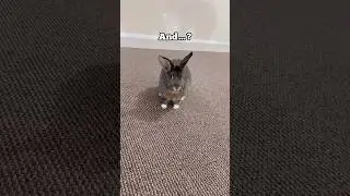 4 things bunnies like to do! 🐰😄 