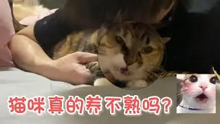 【萌寵】貓咪真的是養不熟的白眼狼麽？先試著去了解妳的貓後再說吧～#貓咪 #貓咪的迷惑行為 #貓咪日常 #萌寵 #萌寵出道計劃