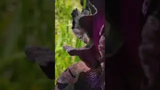 ИРИСЫ  цветут в моем саду 