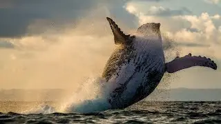 A WHALE OF A STORY