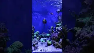 vertical
