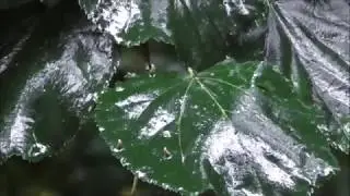 Листья липы под дождем.  Футаж.