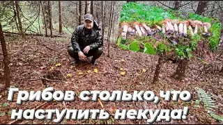 SO MANY MUSHROOMS I CAN'T EVEN STEP! COLLECTING THEM BY THE BAGFUL! QUIET HUNTING. MUSHROOM FORAG...