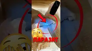 🐟 Почему рыбу проверяют ультрафиолетом? 