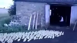 Mekan basan tavuklar