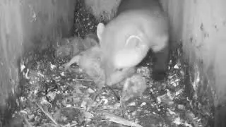 Marten Raids A Bird Box