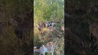 #лес #козы #козъя_жизнь #жизнь_в_деревне #🇱🇹