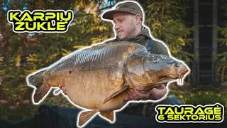 Karpių žvejyba. Tauragė - 6 sektorius (spalis). (Carp Fishing @ Taurage)