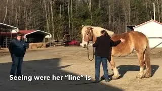 Meet Penny - Rescued Senior Working Horse