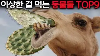 99%의 사람들은 낙타의 이 신기한 능력을 모릅니다!