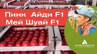 Томат Мей Шуай и Пинк Айди