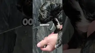 Tiny Puppy Gets a Bath ❤️❤️❤️