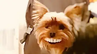 Dog Wears Grandma's Denture