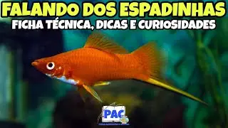 Tudo sobre o Peixe Espadinha (Xiphophorus Hellerii)