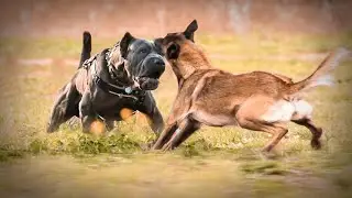 Cane Corso VS Malinois