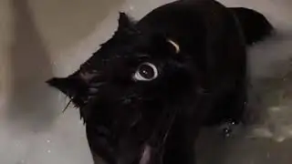 How to bathe a dragon.  📹milkyblvck | IG