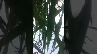 ফোন টা উল্টিয়ে দেখুন।