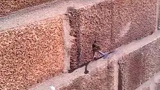mason bee