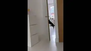 Собачья смекалочка