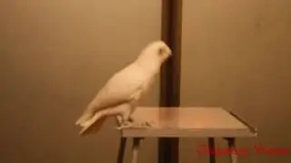 Попугаи танцуют....  прикольн