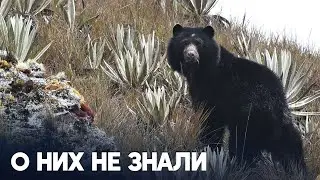 Большую популяцию «медведей Паддингтонов» нашли в лесах на юге Боливии