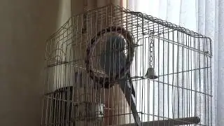 Ожереловый попугай Сеня - просто отдыхает....
