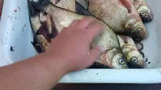 готовим леща к посолу для копчения