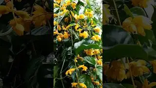 Untitled video