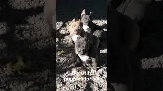 bigdogs România KENNEL puppies american bully pocket. quality american bully