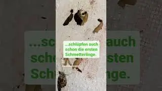 Von der Raupe bis zum Schmetterling. 🐛🦋 Verwandlung miterleben!  #butterfly #naturelovers