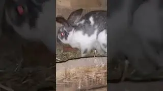 незваный гость