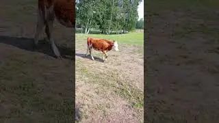 Нагулялась.