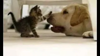 A Tribute to Human's Best Friends .avi