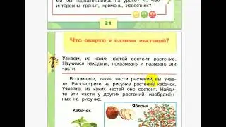 Подготовка к школе  Окружающий мир  Растения и камни