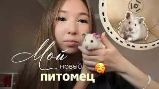 Got a hamster 🐹✨🤍 | Getting ready for the hamster's arrival ✈️