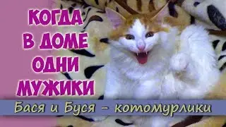 Чем Занимаются Коты Когда в Доме Одни Мужики?