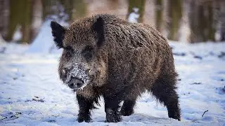 Охота на кабана с вышки. Зверь был на привадах