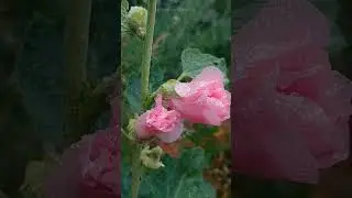 Ерзовка. Цветы. Лечебные травы 🌿🌾🍀 