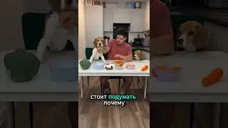 Ошибка в обучении команд для собаки! #shorts