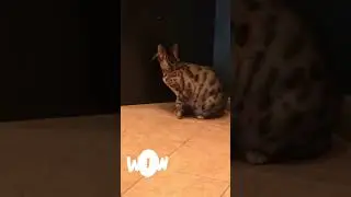 Кошка 🐈 и лазерная указка 😂😂😂